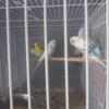 Young parakeets ready for new home