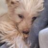 Male Yorkie for rehoming