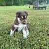 Husky Aussie Mix available October 14th