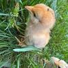 Bantam chicks ( mixes)