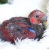 Soloman Island Eclectus Baby