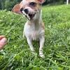 Chihuahua puppies in pennsylvania