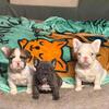 2 female frenchies akc.