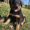 Registered English Shepherds FOR SALE