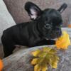 Akc french bulldogs