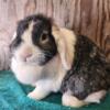 Purebred Holland Lop Does For Sale Ready NOW