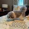 Long-haired blue and white female Persian for sale sale