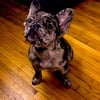 1 year old male full fluffy frenchie AKC