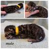 TICA Purebred Bengal Kittens