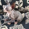 Reduced - 11 week old sphynx kitten