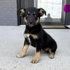 German Shepherd and Australian Shepherd Mix Puppies