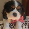 AKC CAVALIER KING CHARLES SPANIEL