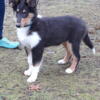 16 week old AKC registered male Collie pup for sale, PRICE REDUCED ON THE LAST ONE!