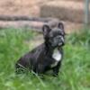 French Bulldog - Male & Female Breeding/Bonded Pair