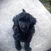 Miniature Poodle Puppies  (AKC registered)