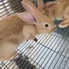 Rabbits