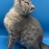 Scottish Fold Kittens