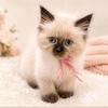 Ziti - Female Seal Point Himalayan Kitten