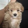 Adorable female Maltipoo