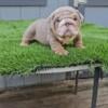 ENGLISH BULLDOG PUPPY