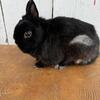 Black Senior Buck Netherland Dwarf - Wilmington, IL