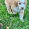 Aussiedoodle puppies still available for adoption.