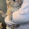 Male Kittens