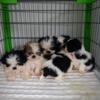 Cute litter of Shih Tzu puppies