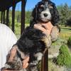 DNA tested Bernedoodles