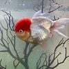 Fancy Oranda Fish