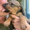 Standard Dachshund