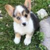 ACA Merle Male Corgi Puppy