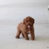 Poodle Puppy For Adoption