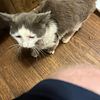 Sweet senior cat needs a home