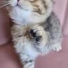 Scottish Fold and British shorthair available