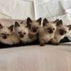 Pure Siamese kittens ready for new home