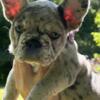 French Bulldog health tested