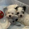 Maltese puppy