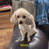 3 yo Female Toy Poodle