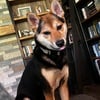 Black and Tan Shiba Inu puppy for sale