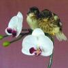 Gloster Canaries & Pairs