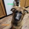 Long coat GSD male puppy