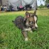 Siberian husky puppies