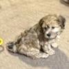 Shihpoo (Shihtzu/Poodle cross) male puppy