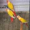 Sun Cheek Conure Pair