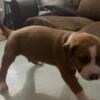 For sale Doberman/pitbull puppies