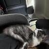 3 month old male kitten
