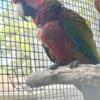 Beautiful Shamrock Macaw male