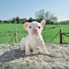 French Bulldog Puppies - Pure Bred