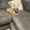 French Bulldog puppy